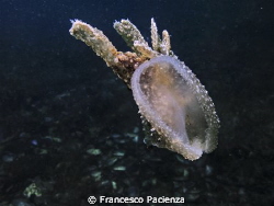 [:b:]The mouth[:/b:] - Melibe viridis by Francesco Pacienza 